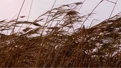 Reeds - free HD stock video