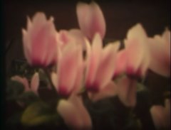 Flowers - free HD stock video