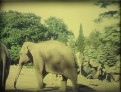 Elephant - HD