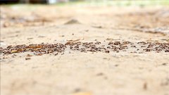 Ants - free HD stock video