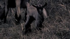 Baby_goats - free stock footage