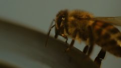 Bee - free HD stock video