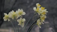 Narcissus - free HD stock video