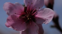 Peach_flowers_HD