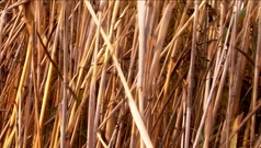 Reeds_in_the_wind - free HD stock video