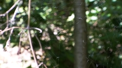 Spider_web - free HD stock video
