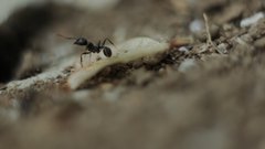 Ants_6 - free HD stock video