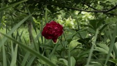 Flower - free HD stock video