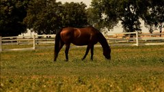 Horses_2 - free HD stock video