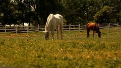 Horses - free HD stock video