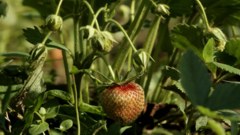 Strawberrys - free HD stock video