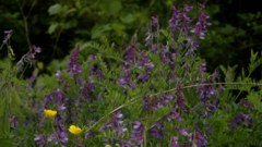 Wild flowers - free HD stock video