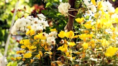 Flowers - free HD stock video