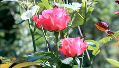 Roses - free HD stock video