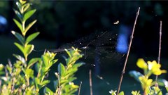 Spider_web - free HD stock video