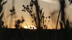 Wild_flowers_in_sunset - free HD stock video