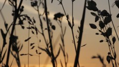 Wild_flowers_in_sunset - free HD stock video