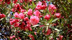 Nerium_oleander - free HD stock video