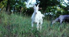 Goats - free HD stock video