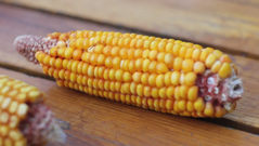 Corn - free HD stock video