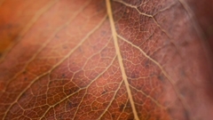 Autumn_leaf_macro - free HD stock video
