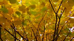 Autumn_leaves - free HD stock video