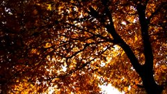 Autumn_leaves_2 - free HD stock video