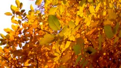 Autumn_leaves_4 - free HD stock video