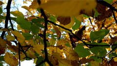 Autumn_leaves_7 - free HD stock video