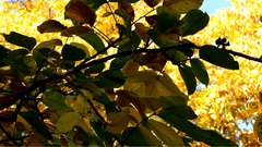 Autumn_leaves_8 - free HD stock video