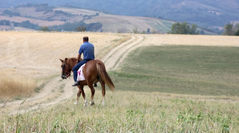 Horse_riding_2 - free HD stock video