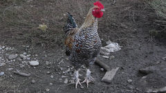 Rooster_1 - free HD stock video