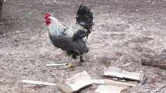 Rooster_2 - free HD stock video