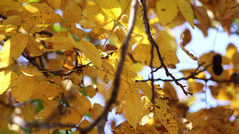 Autumn_leaves_10 - free HD stock video