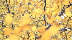 Autumn_leaves_13 - free HD stock video