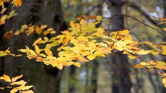 Autumn_leaves_14 - free HD stock video