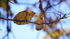 Autumn_leaves_9 - free HD stock video