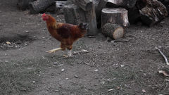 Chicken_2 - free HD stock video