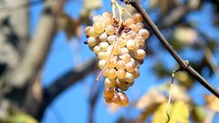 Grapes_in_November - free HD stock video