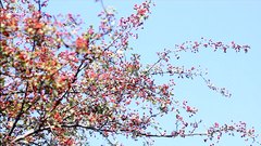Hawthorn_berries - free HD stock video