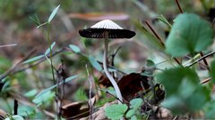 Mushrooms_2 - free HD stock video