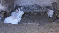 Rabbits - free HD stock video