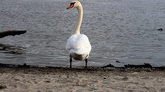 Swan - free HD stock video