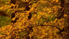 Autumn_leaves_15 - free HD stock video