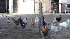 Chickens - free HD stock video