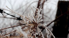 Frozen_branches - free HD stock video