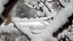 Snowy_branches - free HD stock video