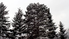 Snowing_6 - free HD stock video