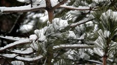 Snowy_branches_2 - free HD stock video