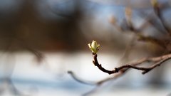 Spring_is_getting_closer - free HD stock video